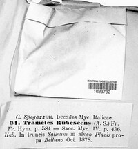 Daedaleopsis confragosa image